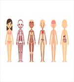 Female Body Anatomy Chart