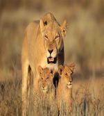 Safari Lions Wilderness
