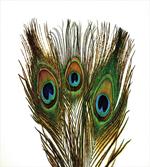 Close up Peacock Feather