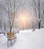 City Park Sunset Forest