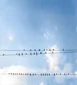 Swallows on Power Cord