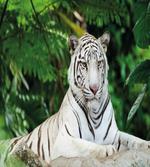 Albino Bengal Cat on Rock