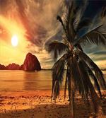 Coconut Palm Tree Beach