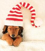 Dog in Christmas Elf Hat