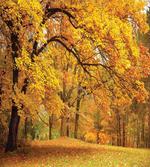 Fall Pale Maple Trees