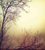 Vintage Leafless Autumn