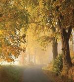 Misty Autumn Morning