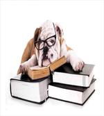 Glasses Dog