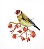 Wild Bird on Berry Branch artwork