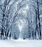 Wildlife Snowy Trees
