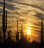 Horizon Skyline and Cactus