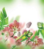 Orchids Blossoms Leaves