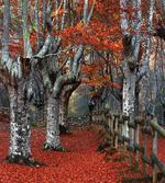 Beech Forest Autumn