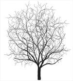 Old Withered Oak Leaf