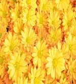Lively Dasies