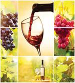 Vineyard Grape Harvest