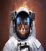 Kitten in Milkyway