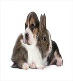 Rabbit Puppy Pet Friends
