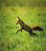 Jumping Animal Fresh Grass