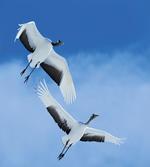 Red Crowned Cranes Japan