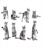 Striped Furry Animal Posing