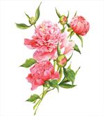 Pink Peonies Bouquet