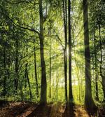 Sunny Forest Springtime