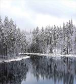 Trees in Cold Day Lake artwork