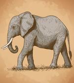 Sketch Art Animal