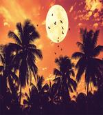 Palms Full Moon Birds