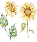 Alluring Sunflowers