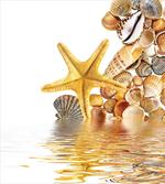 Sea Shells and Starfish