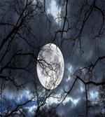 Moon at Night in Forest artwork