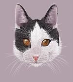 Pet Cat Kitty Portrait
