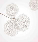 Natural Botanic Plants