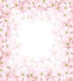 Flower Petals Blooms