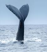 Whale Tail Puerto Lopez