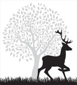 Gracious Wild Animal