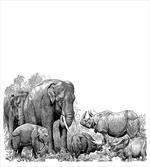 Elephants