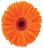 Vivid Flower of Gerbera