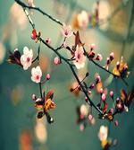 Pink Cherry Sakuras