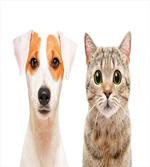 Portraits of Dog and Cat