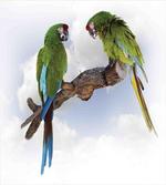 2 Parrot Macaw Bird