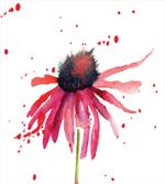 Summer Wildflower