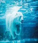 Arctic Polar Underwater