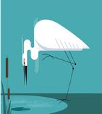 Bird Stands on Lake Shore