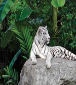 White Tiger in Jungle