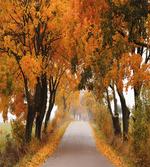 Serene Vivid Maple Trees