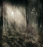Nostalgic Dark Forest