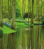 Forest with Lake Botany